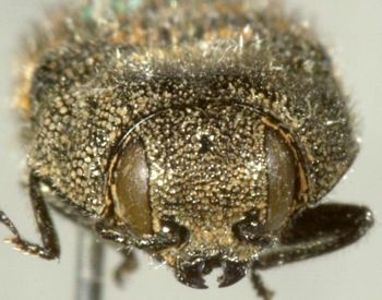 Media type: image;   Entomology 8031 Aspect: head frontal view